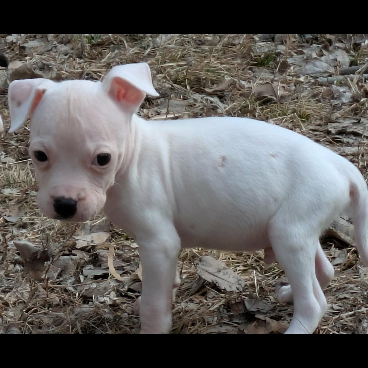 2130 Blink, an adopted mixed breed in Springfield, MO image 3/4