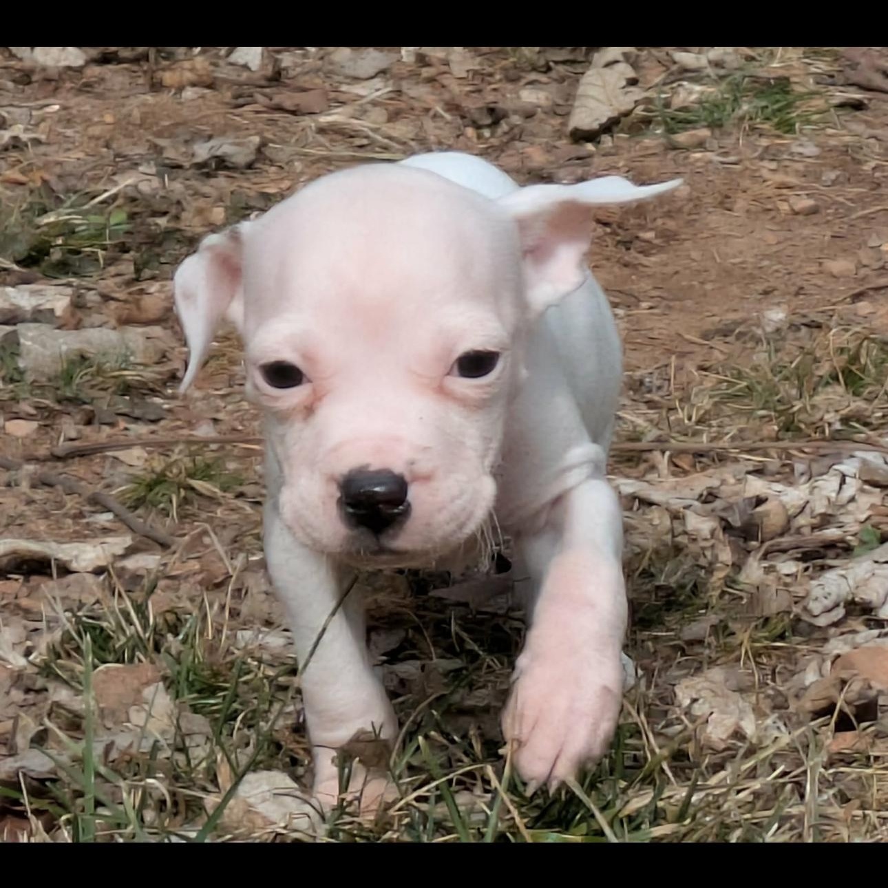 2130 Blink, an adopted mixed breed in Springfield, MO image 1/4