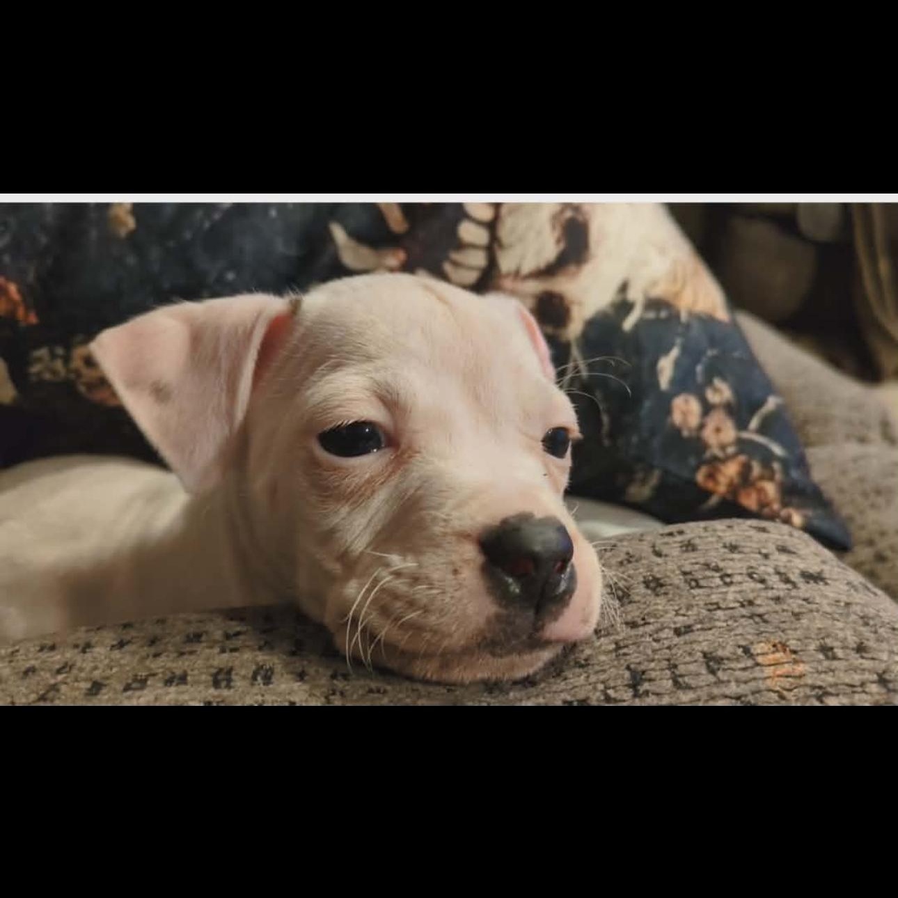 2130 Blink, an adopted mixed breed in Springfield, MO image 2/4