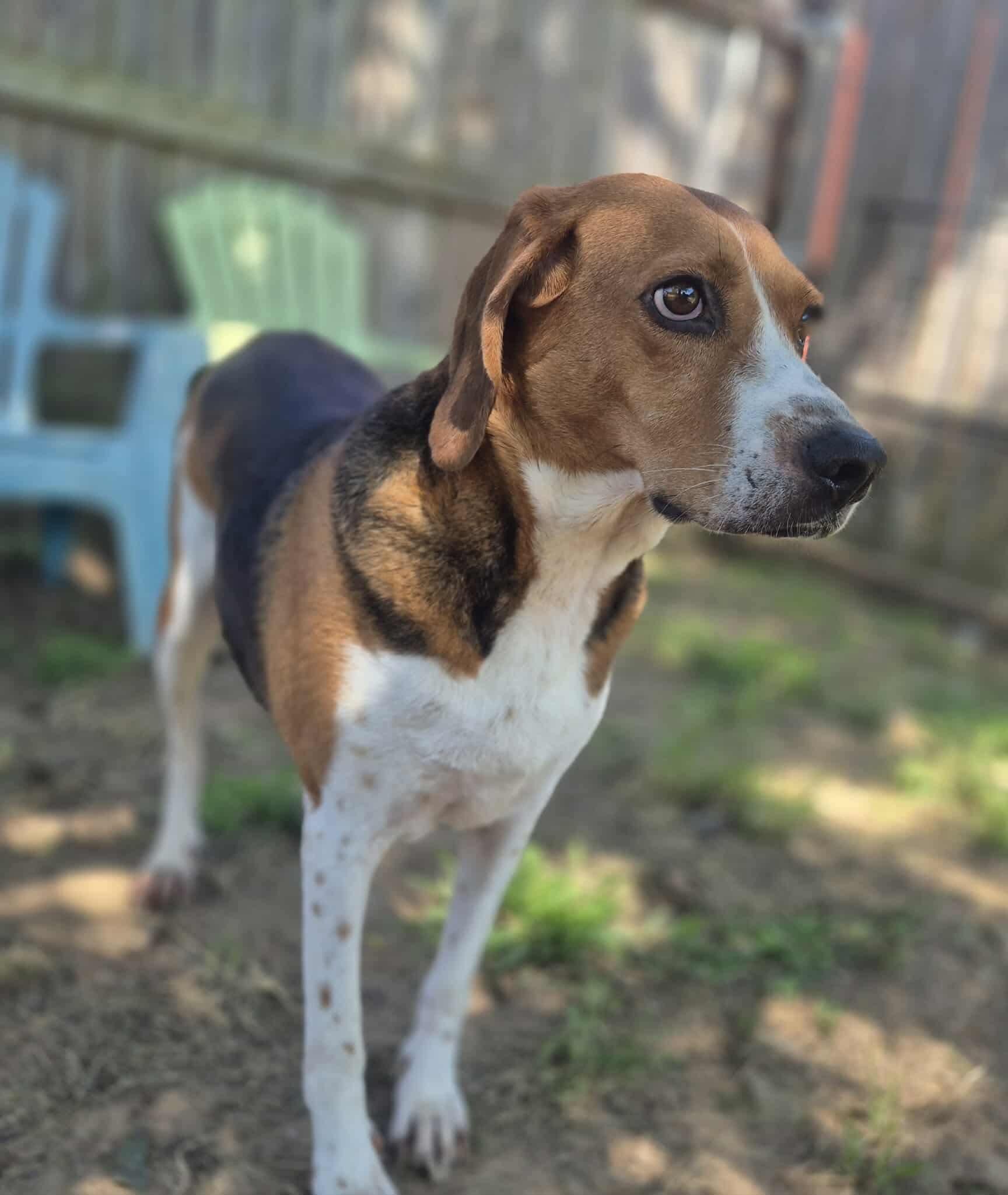 Enlarge Laney, a Adoptable mixed breed in Dover, AR image 1/6