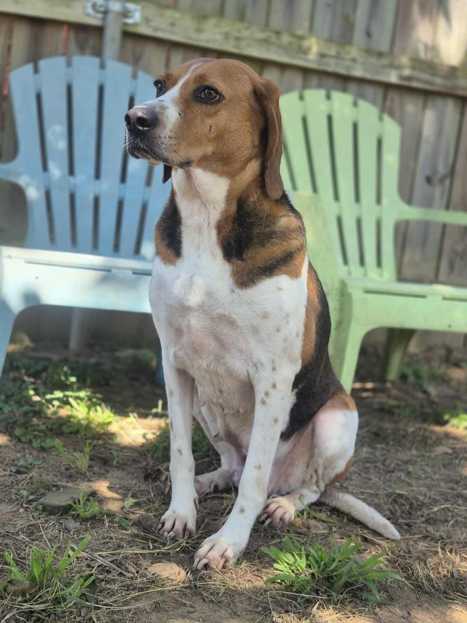 Enlarge Laney, a Adoptable mixed breed in Dover, AR image 2/6