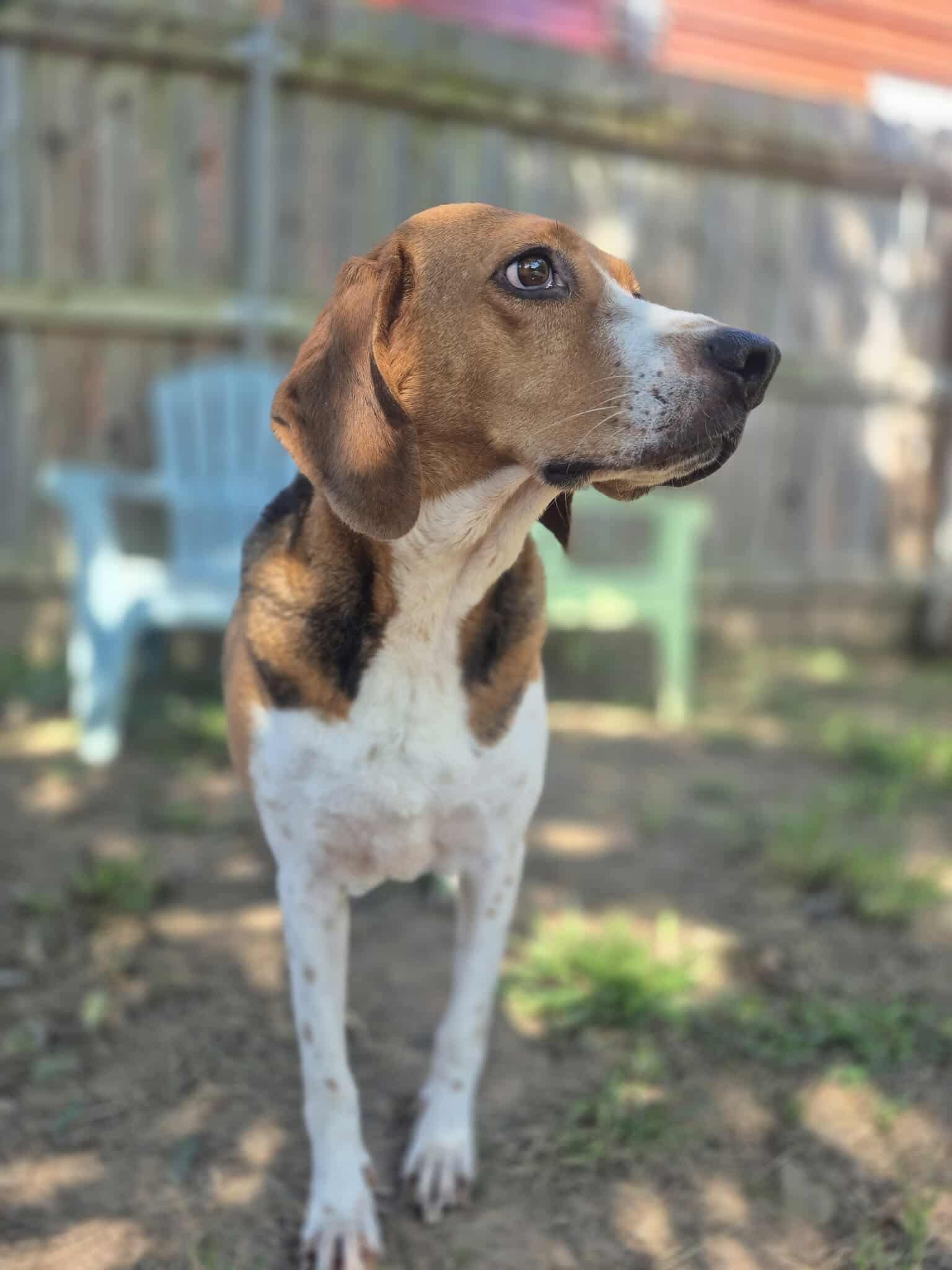 Enlarge Laney, a Adoptable mixed breed in Dover, AR image 3/6