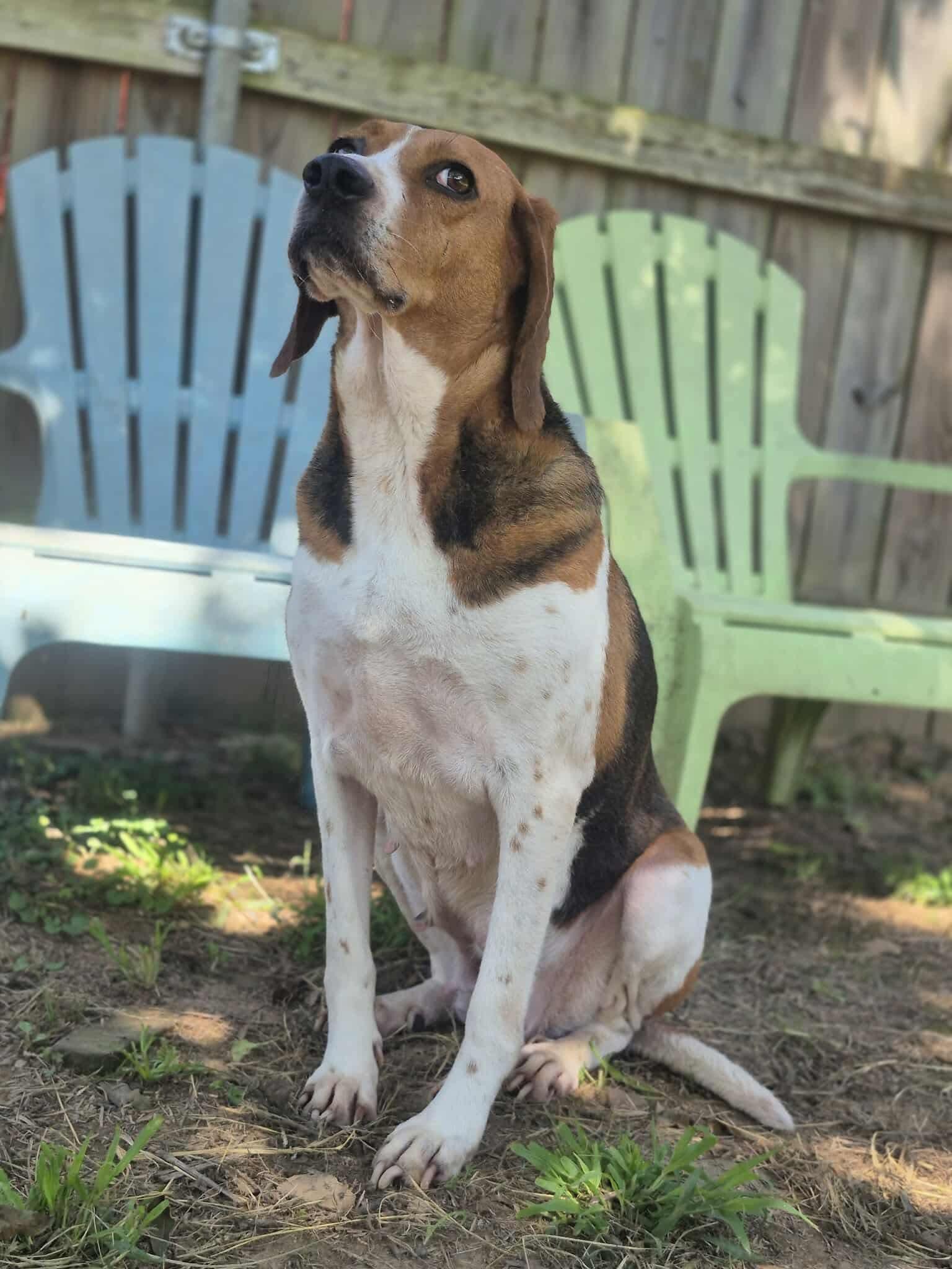 Enlarge Laney, a Adoptable mixed breed in Dover, AR image 4/6