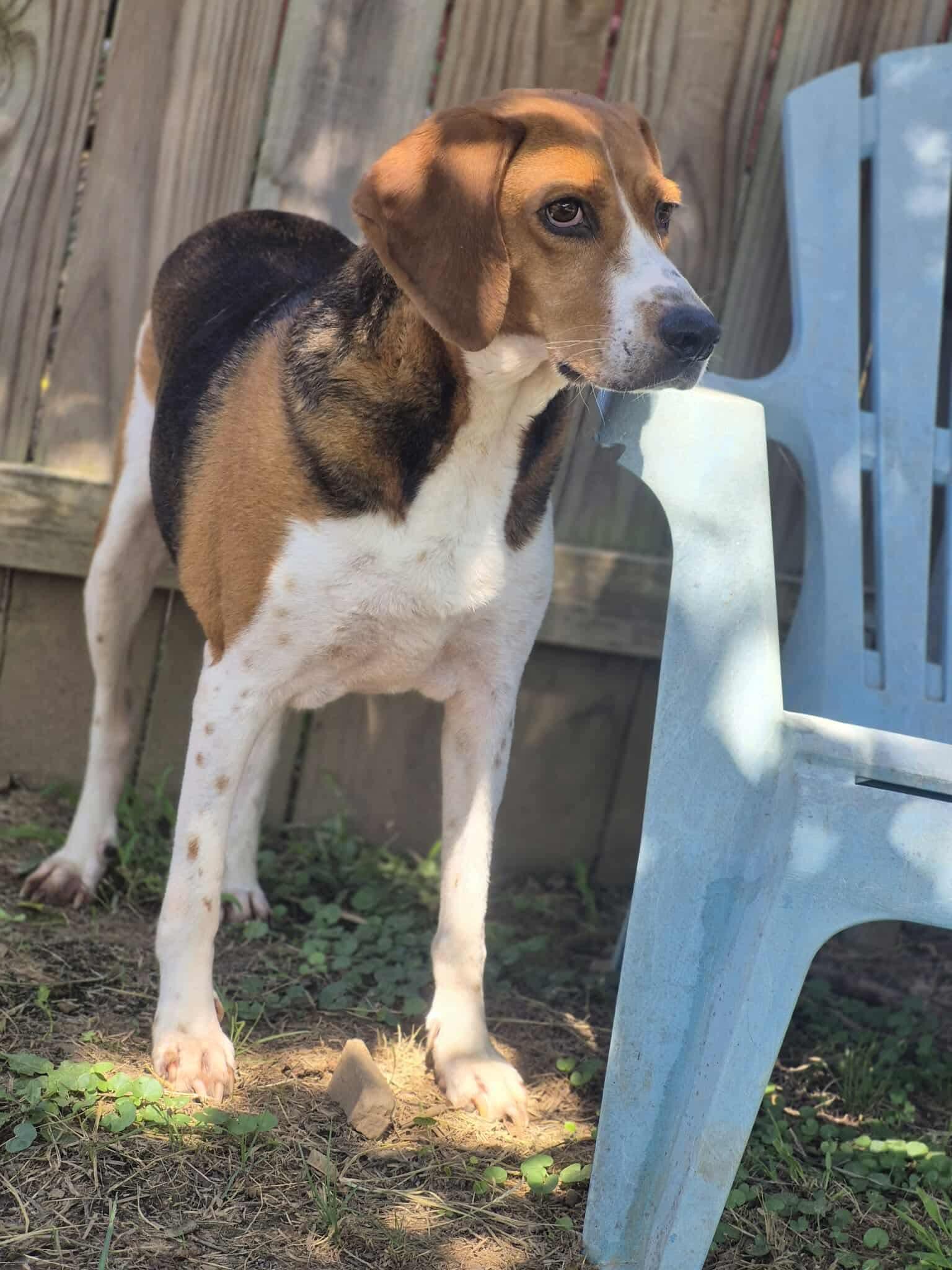 Enlarge Laney, a Adoptable mixed breed in Dover, AR image 5/6