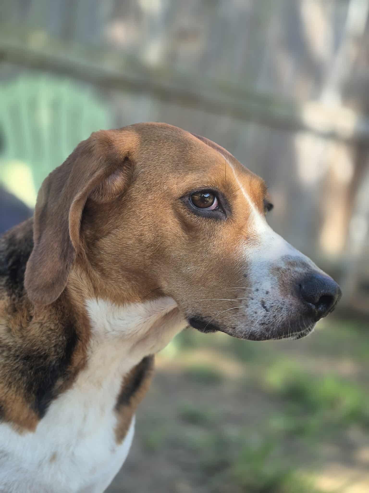 Enlarge Laney, a Adoptable mixed breed in Dover, AR image 6/6