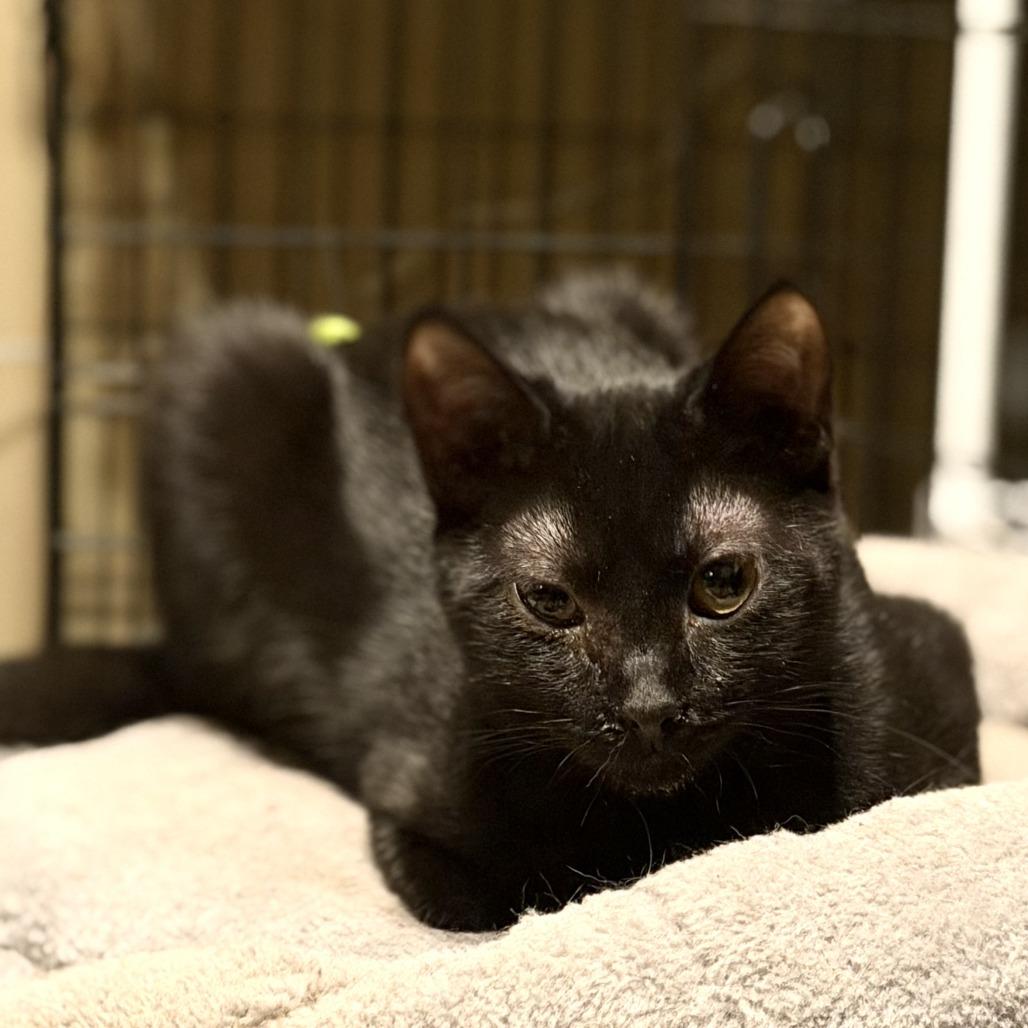 Enlarge Sabrina Miller, a Adoptable Domestic Short Hair in Woodstock, VA image 1/2