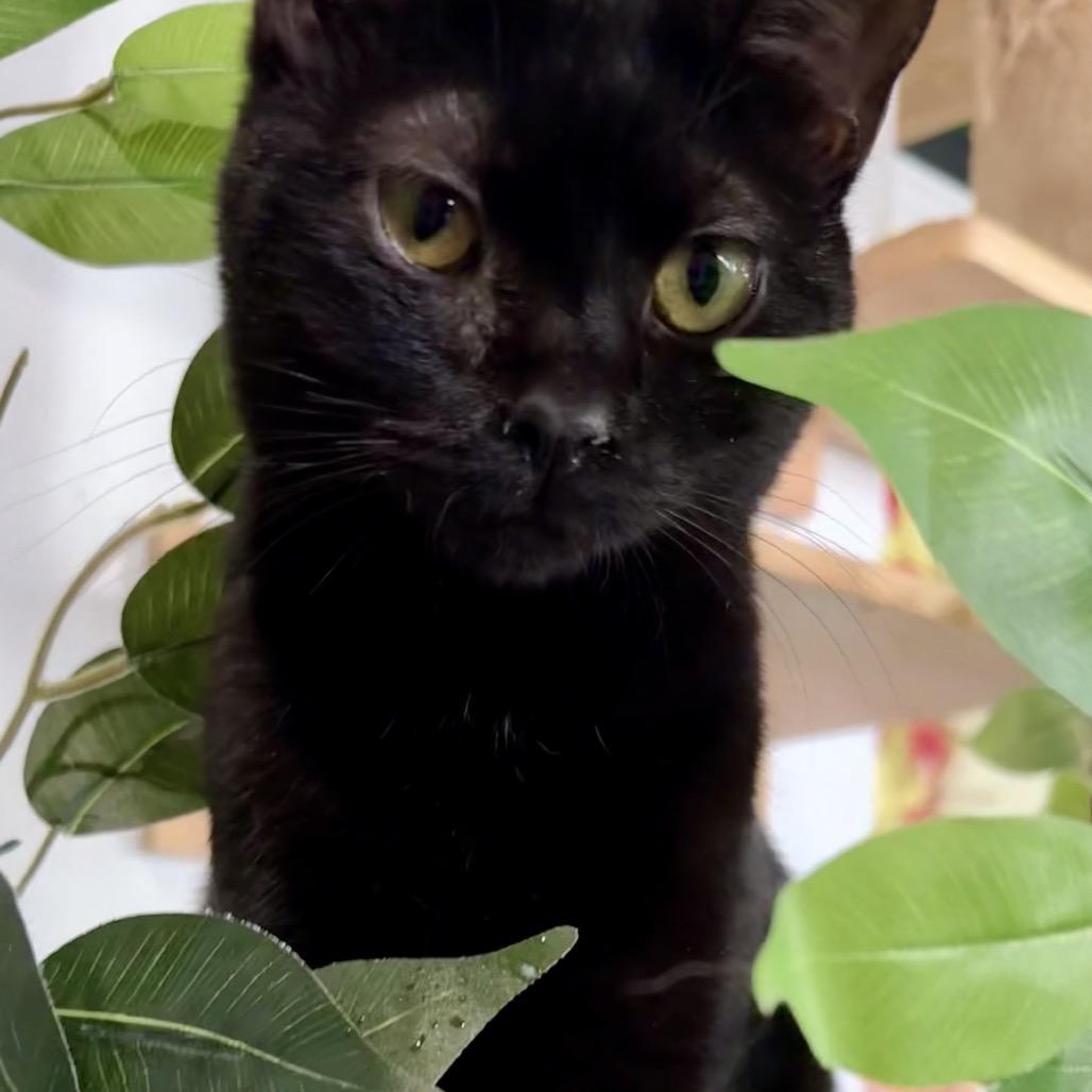 Enlarge Sabrina Miller, a Adoptable Domestic Short Hair in Woodstock, VA image 2/3