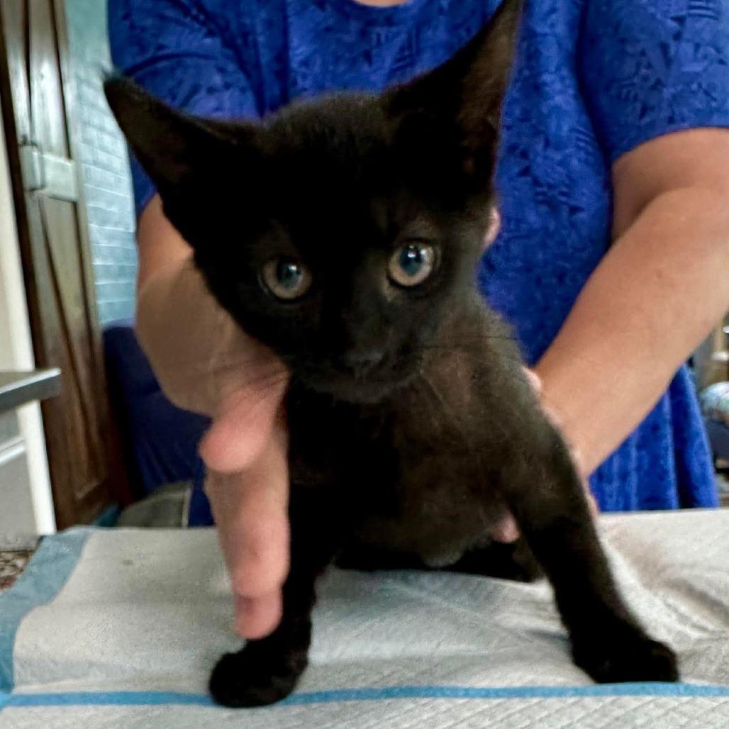 Enlarge Sabrina Miller, a Adoptable Domestic Short Hair in Woodstock, VA image 2/2