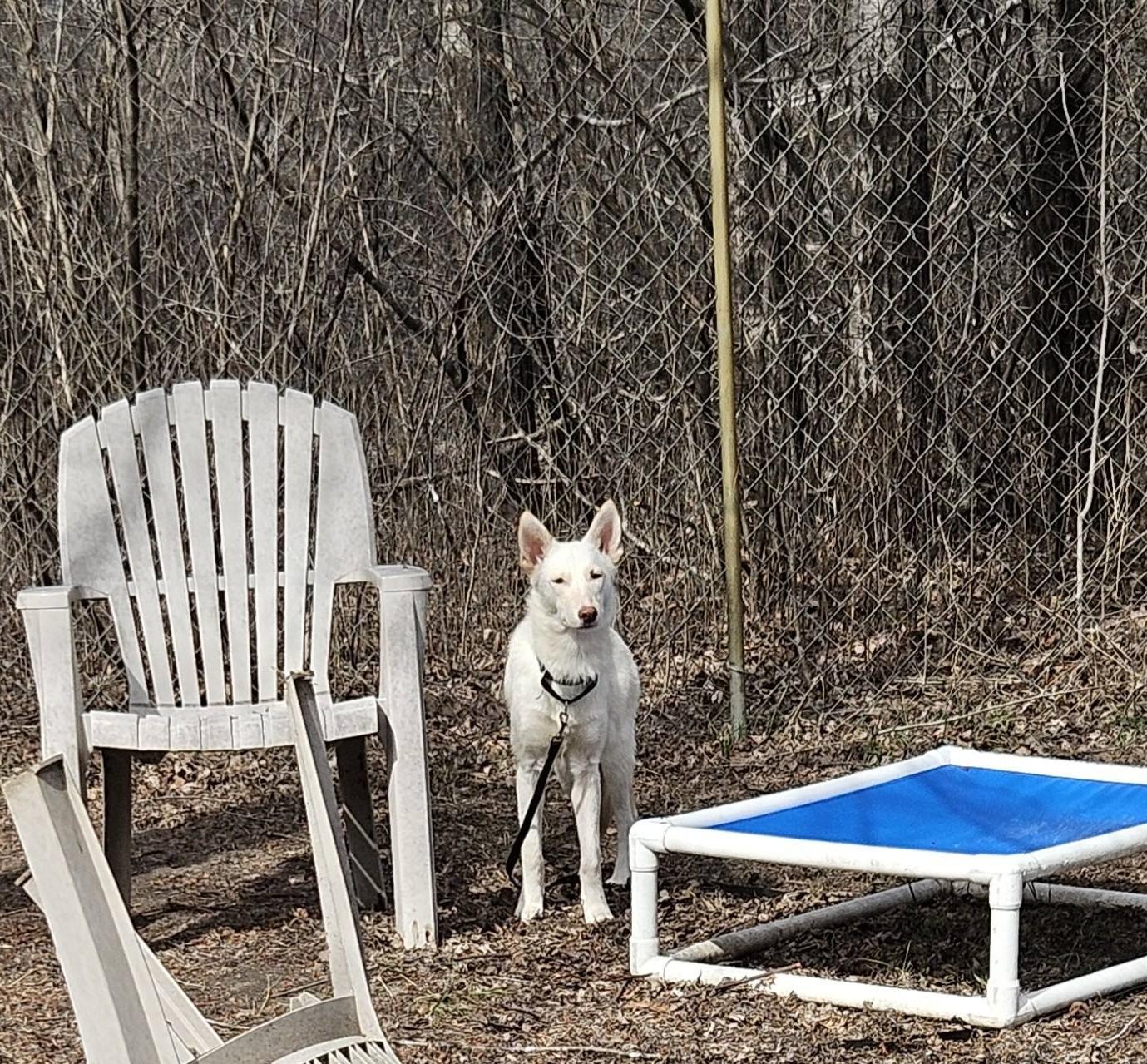 Princess Thea-I26016, a ADOPTABLE mixed breed in Anoka, MN image 2/3