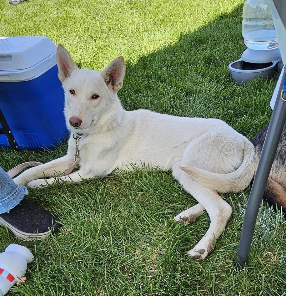 Princess Thea-I26016, ADOPTABLE, Young Female Shepherd.