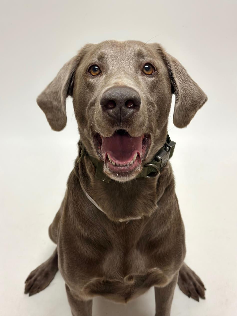 Enlarge BAXTER, a Adoptable mixed breed in Hayward, CA image 1/1