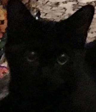 Jane, adopted, Kitten Female Domestic Medium Hair.