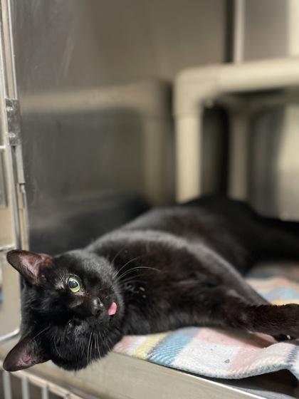 Jerry, Adoptable, Adult Male Domestic Short Hair & Domestic Short Hair.