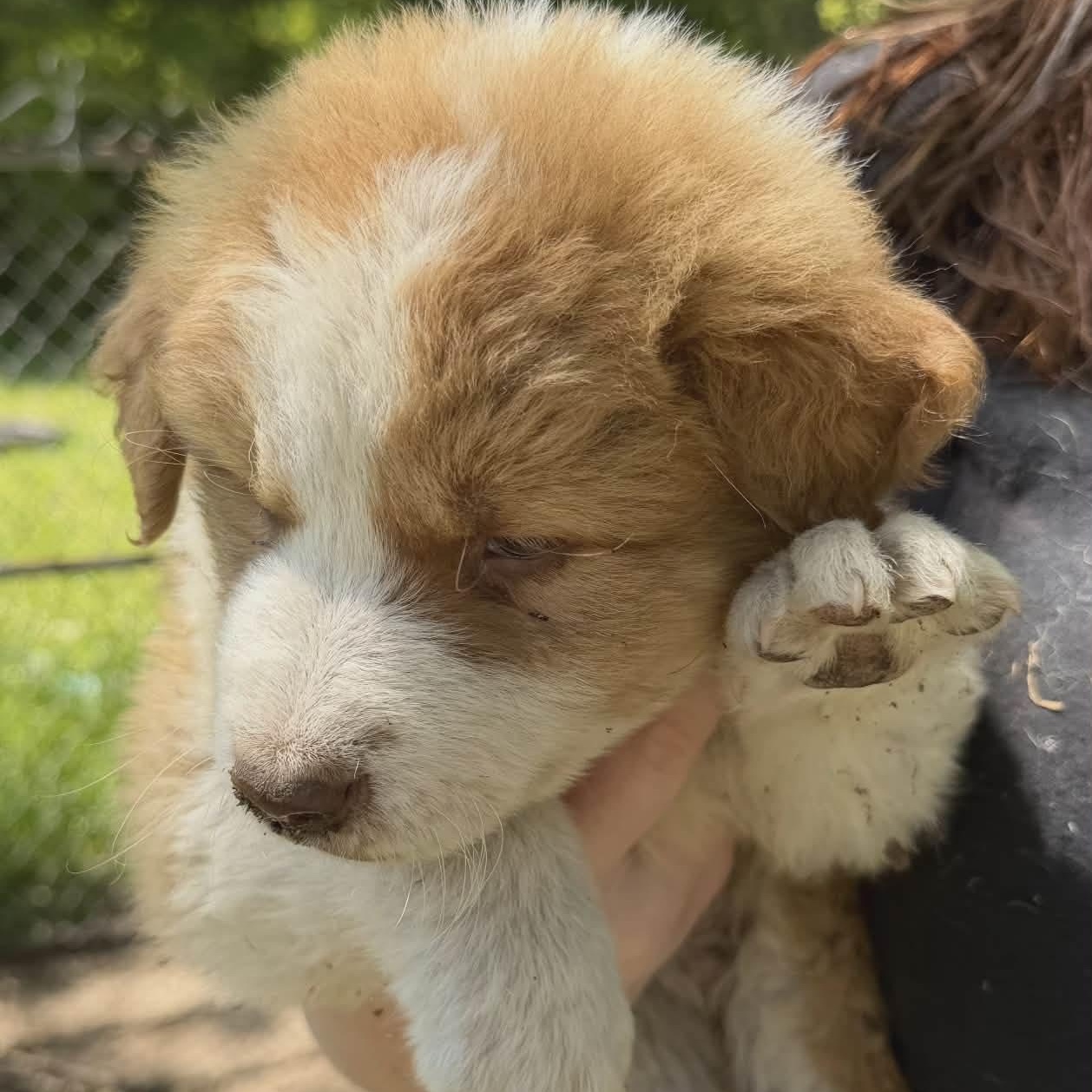 Link, ADOPTABLE, Puppy Male Border Collie.