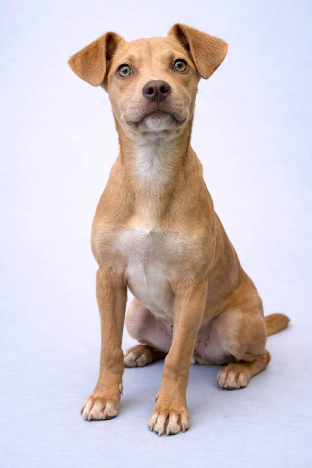 Maddie, ADOPTABLE, Puppy Female Mixed Breed.