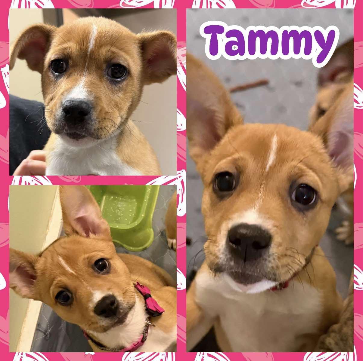 Enlarge Tammy, an adopted mixed breed in Ringwood, NJ image 1/2