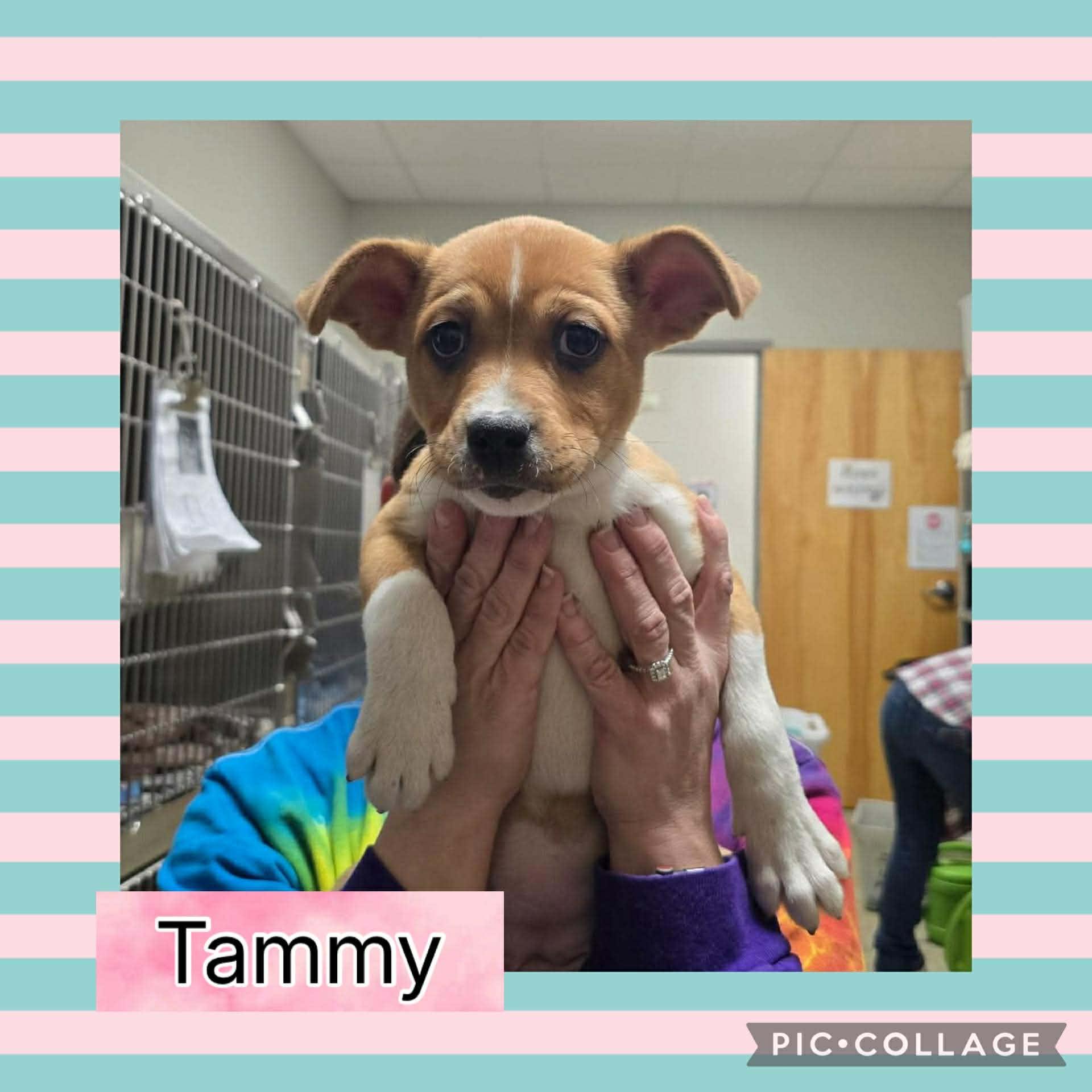 Enlarge Tammy, an adopted mixed breed in Ringwood, NJ image 2/2