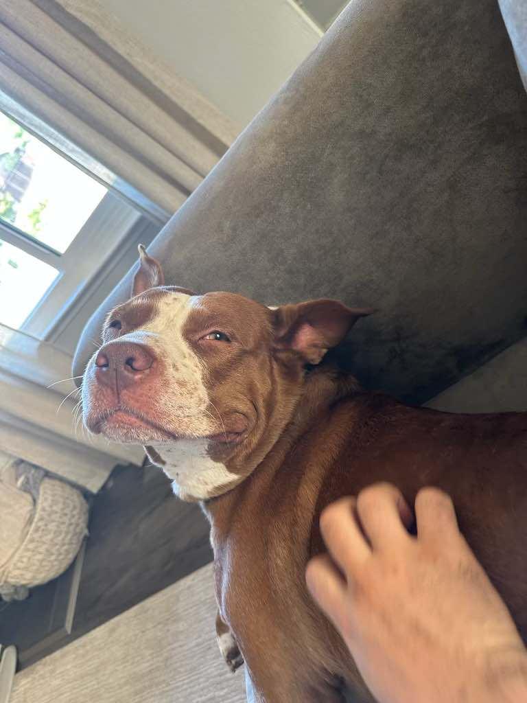 Harley