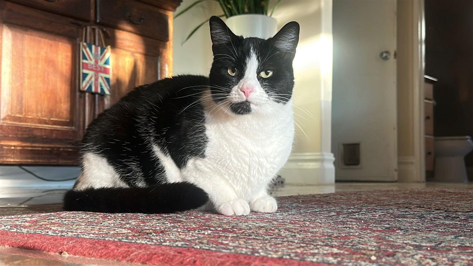 Enlarge Apple Crumble, a Adoptable mixed breed in Laguna Niguel, CA image 1/3