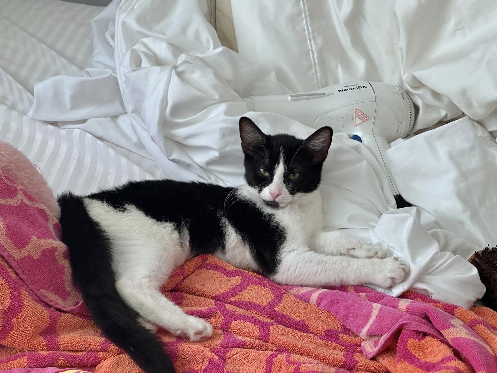 Apple Crumble, Adoptable, Adult Female Tuxedo & Domestic Short Hair.