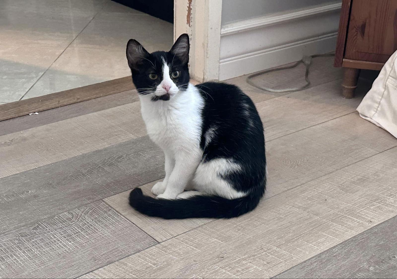 Enlarge Apple Crumble, a Adoptable mixed breed in Laguna Niguel, CA image 2/3