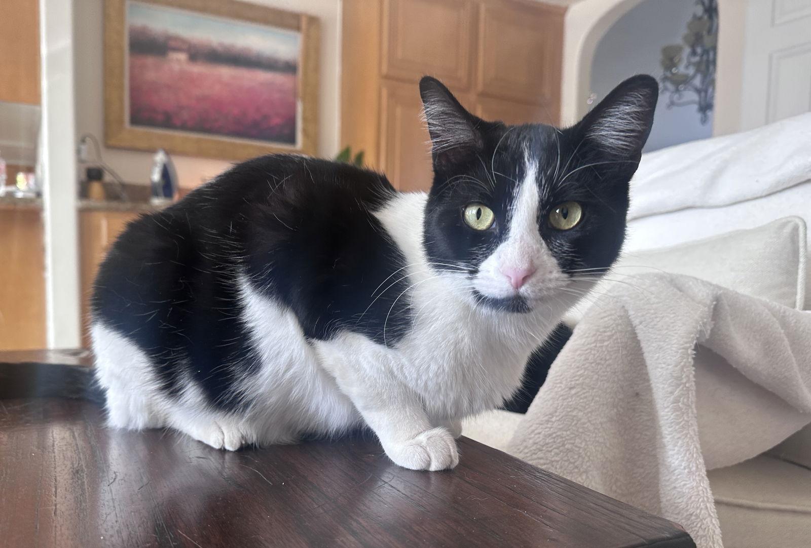 Enlarge Apple Crumble, a Adoptable mixed breed in Laguna Niguel, CA image 3/3