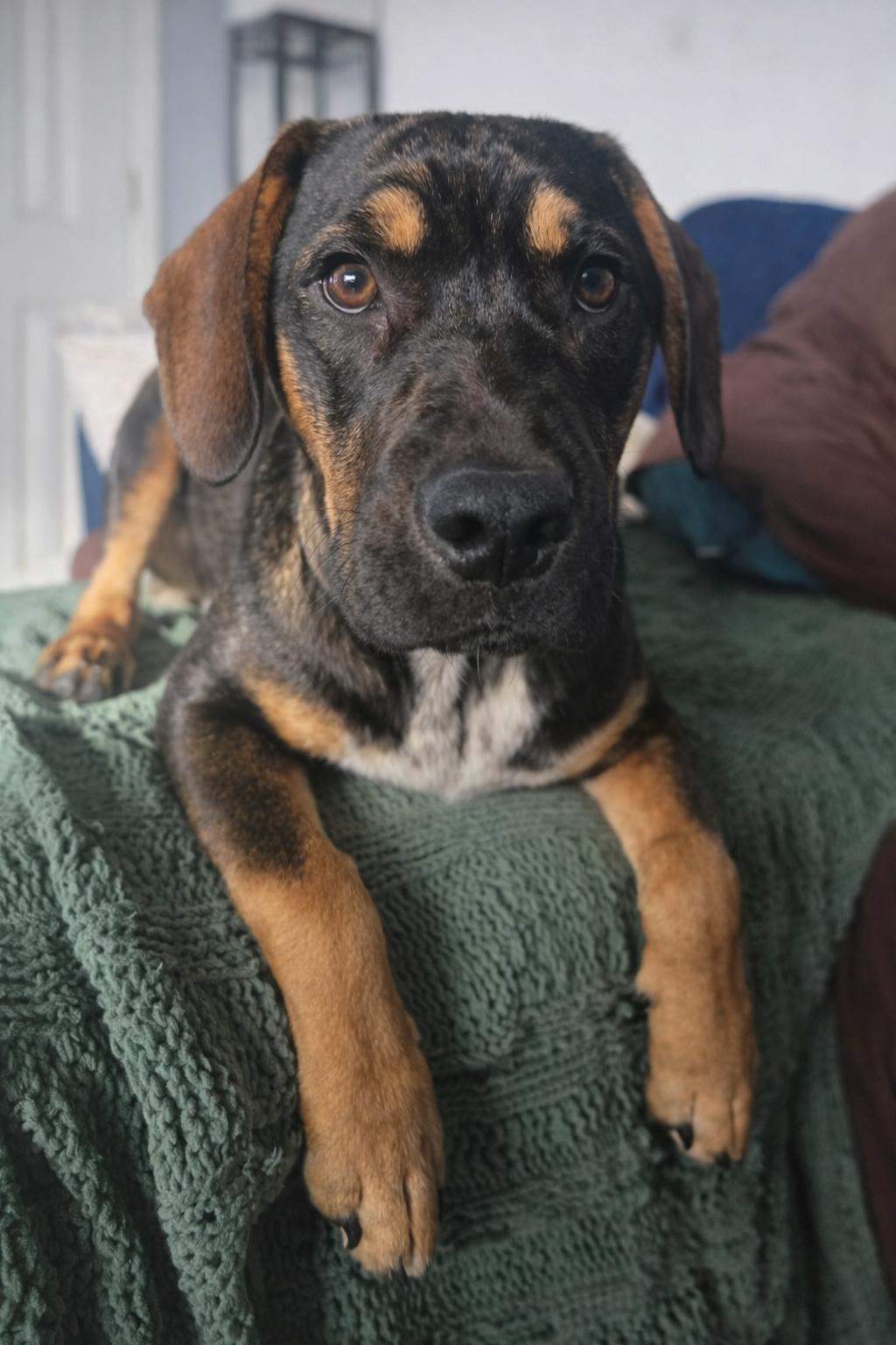Charlie Mark , ADOPTABLE, Young Male Mixed Breed.
