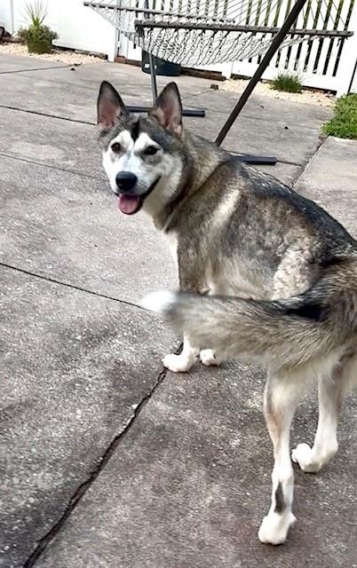 Enlarge Charlotte, a Adoptable Siberian Husky in York, PA image 3/4