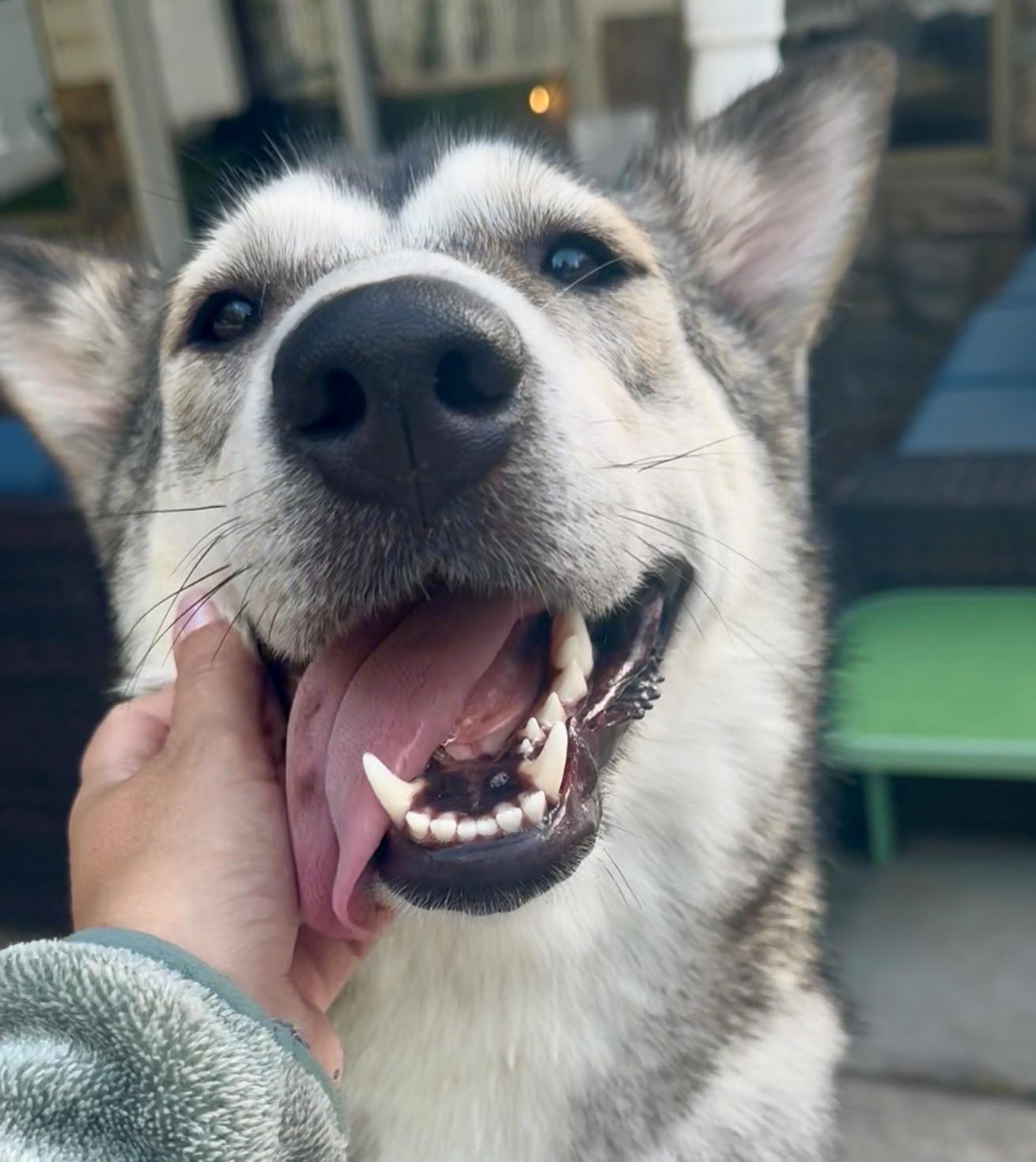 Enlarge Charlotte, a Adoptable Siberian Husky in York, PA image 4/4