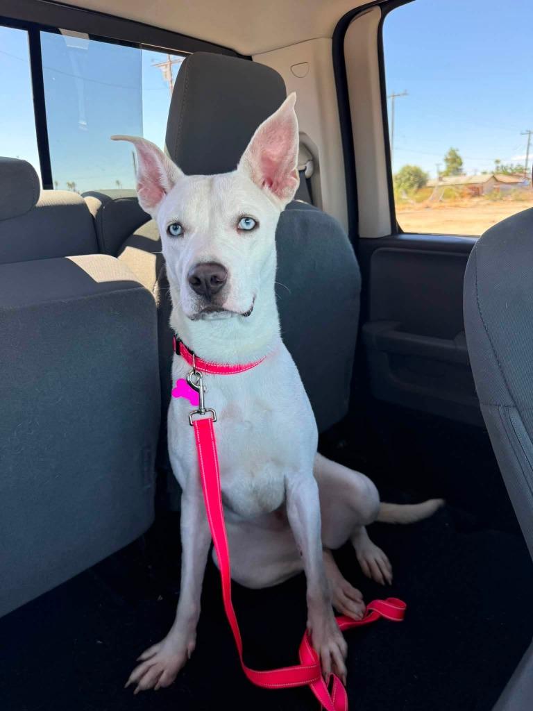 Kona, a Adoptable mixed breed in Twentynine Palms, CA image 1/6