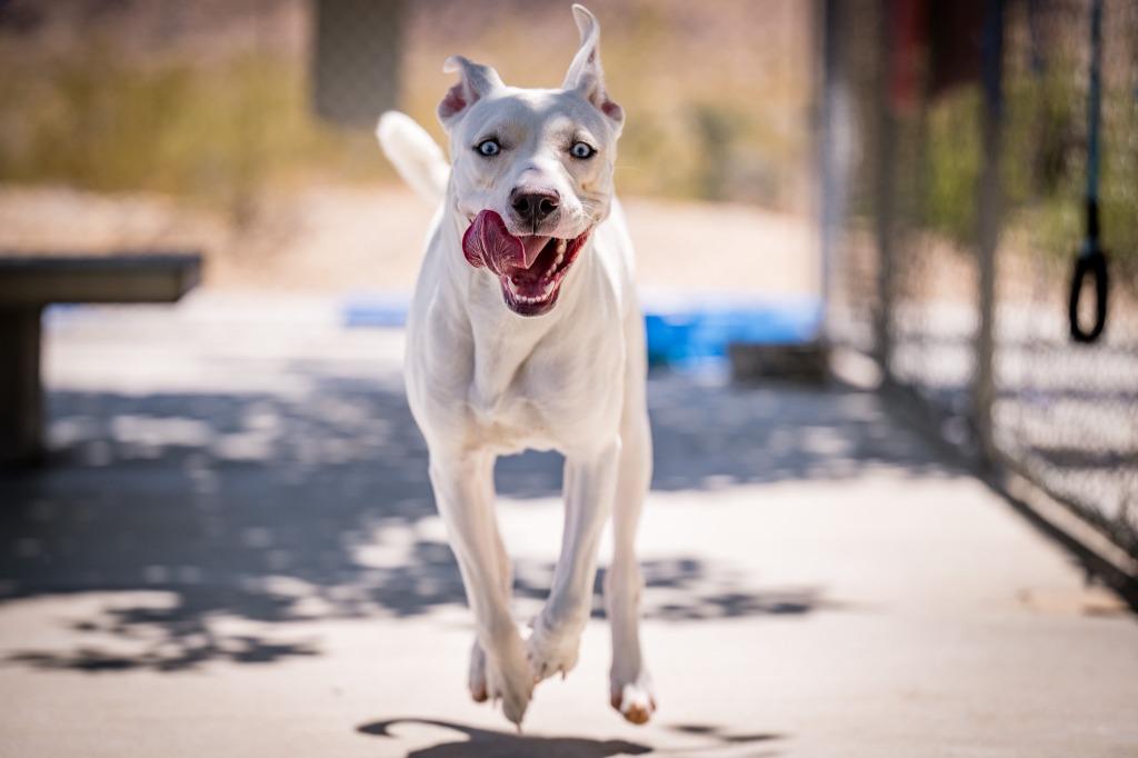 Kona, Adoptable, Puppy Female Pit Bull Terrier & Husky.