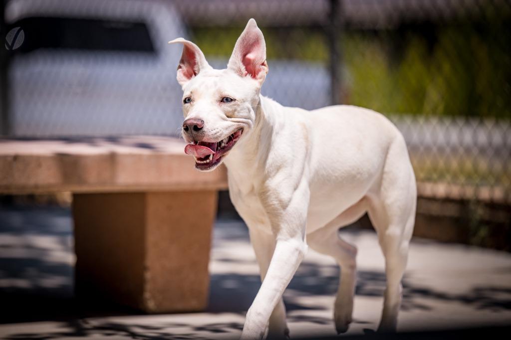 Enlarge Kona, a Adoptable mixed breed in Twentynine Palms, CA image 2/5
