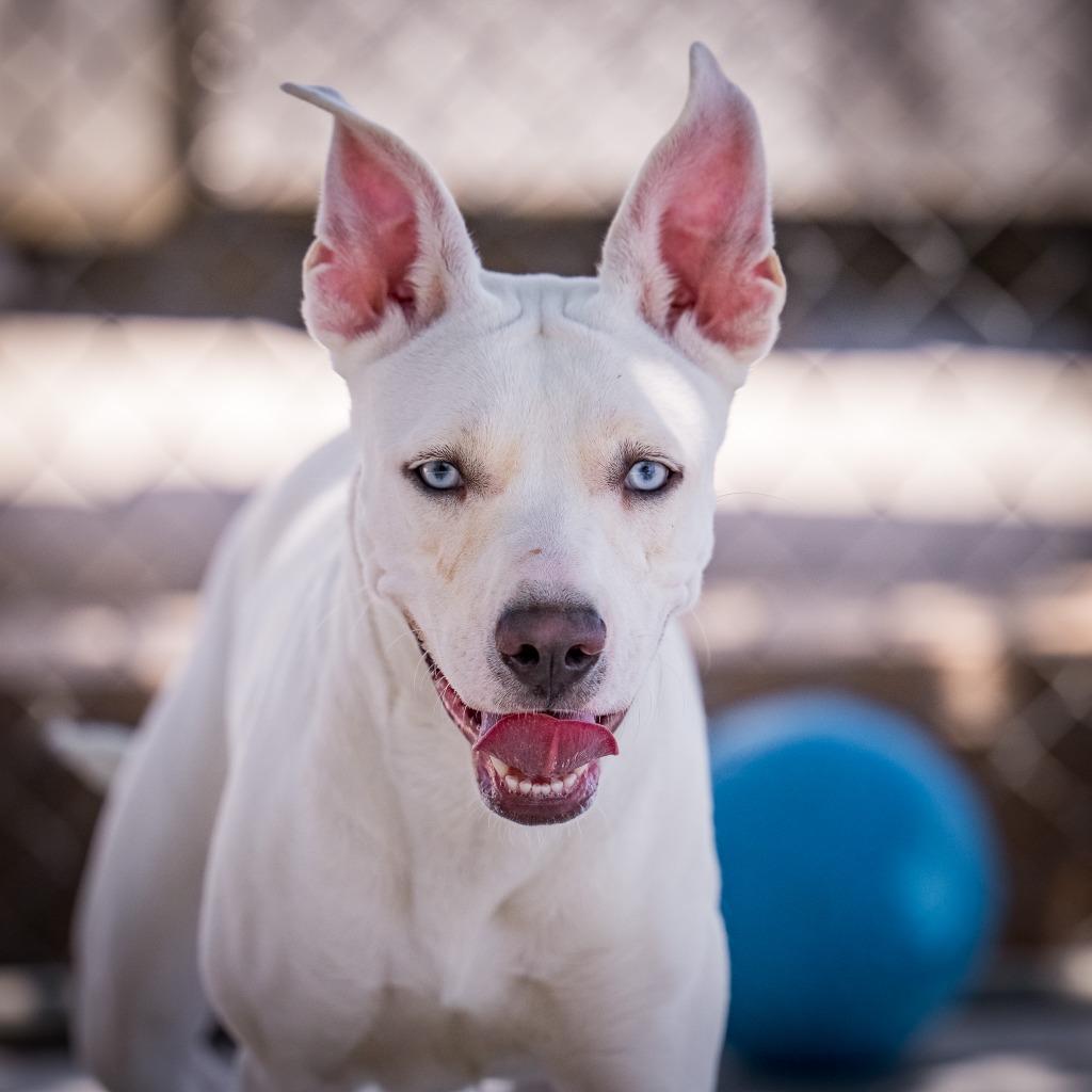 Enlarge Kona, a Adoptable mixed breed in Twentynine Palms, CA image 3/5