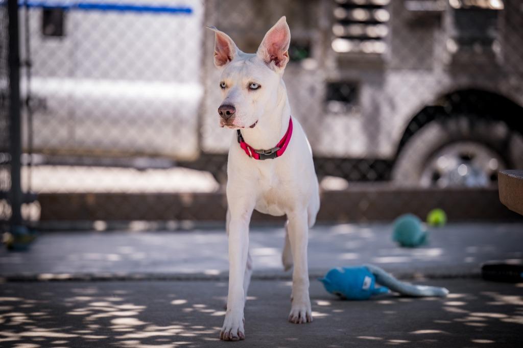 Enlarge Kona, a Adoptable mixed breed in Twentynine Palms, CA image 4/5