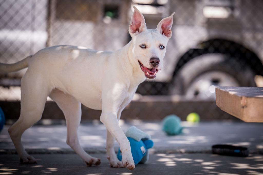 Enlarge Kona, a Adoptable mixed breed in Twentynine Palms, CA image 5/5
