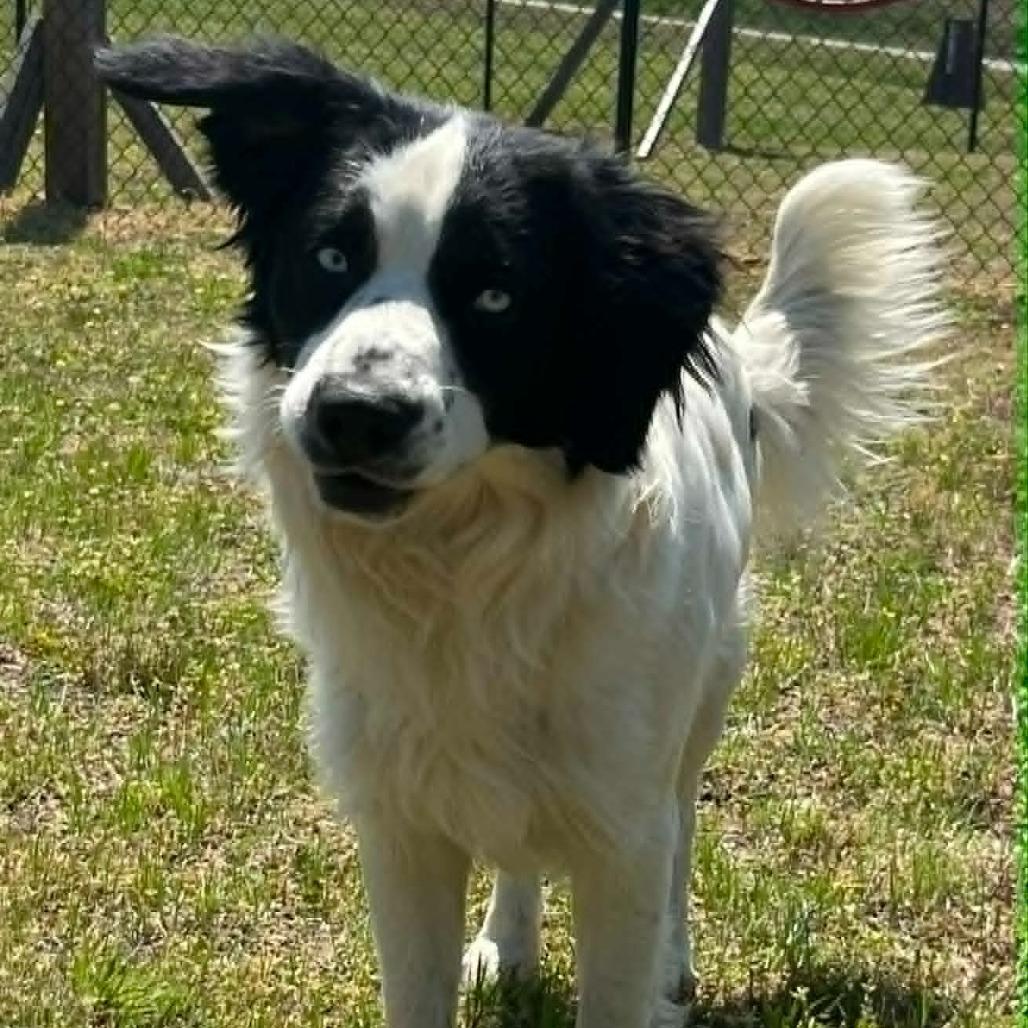 Enlarge CT Julian, a Adoptable mixed breed in Eastford, CT image 1/6