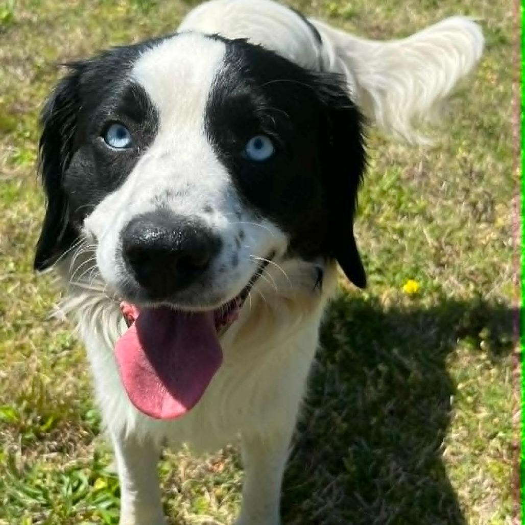 Enlarge CT Julian, a Adoptable mixed breed in Eastford, CT image 2/6