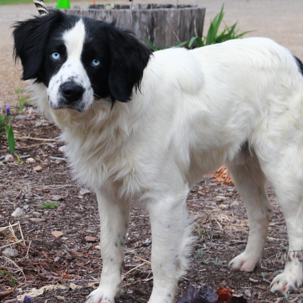 Enlarge CT Julian, a Adoptable mixed breed in Eastford, CT image 3/6