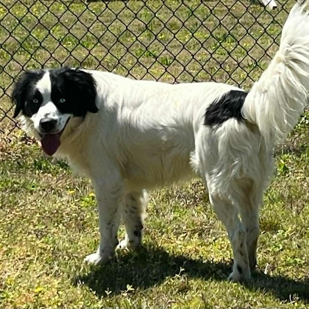 Enlarge CT Julian, a Adoptable mixed breed in Eastford, CT image 4/6