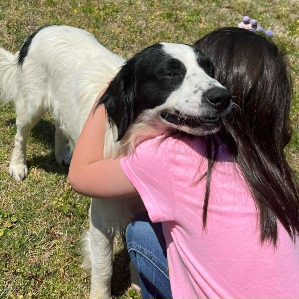 Enlarge CT Julian, a Adoptable mixed breed in Eastford, CT image 6/6