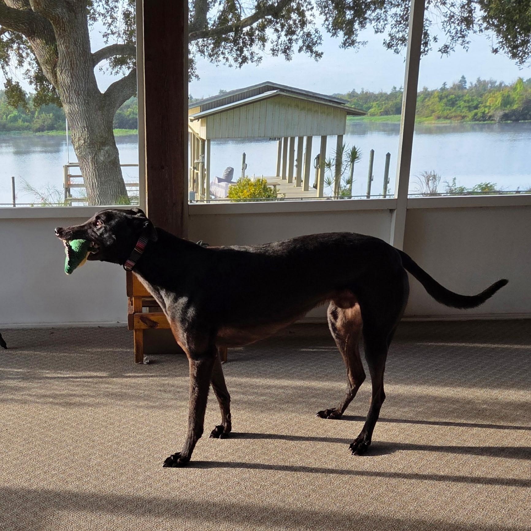 Enlarge Footfield Falcon (James), a ADOPTABLE Greyhound in North Port, FL image 1/4