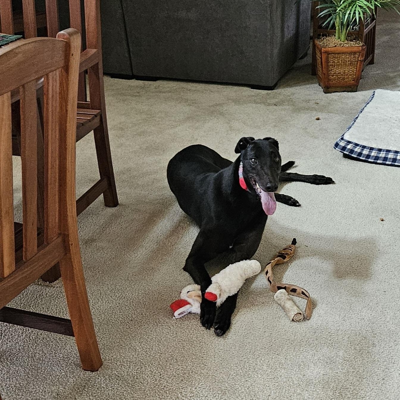 Enlarge Footfield Falcon (James), a ADOPTABLE Greyhound in North Port, FL image 2/4