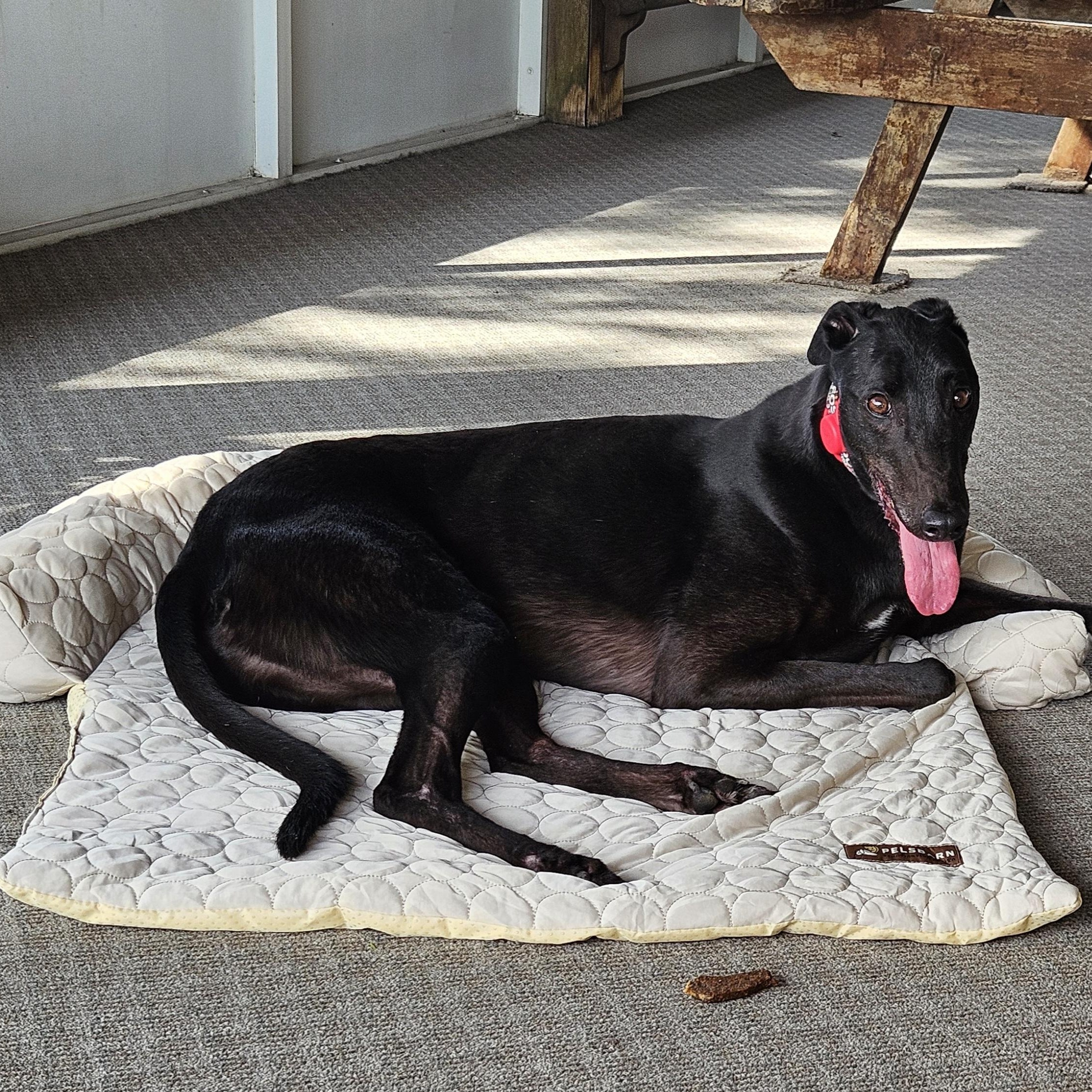 Enlarge Footfield Falcon (James), a ADOPTABLE Greyhound in North Port, FL image 3/4