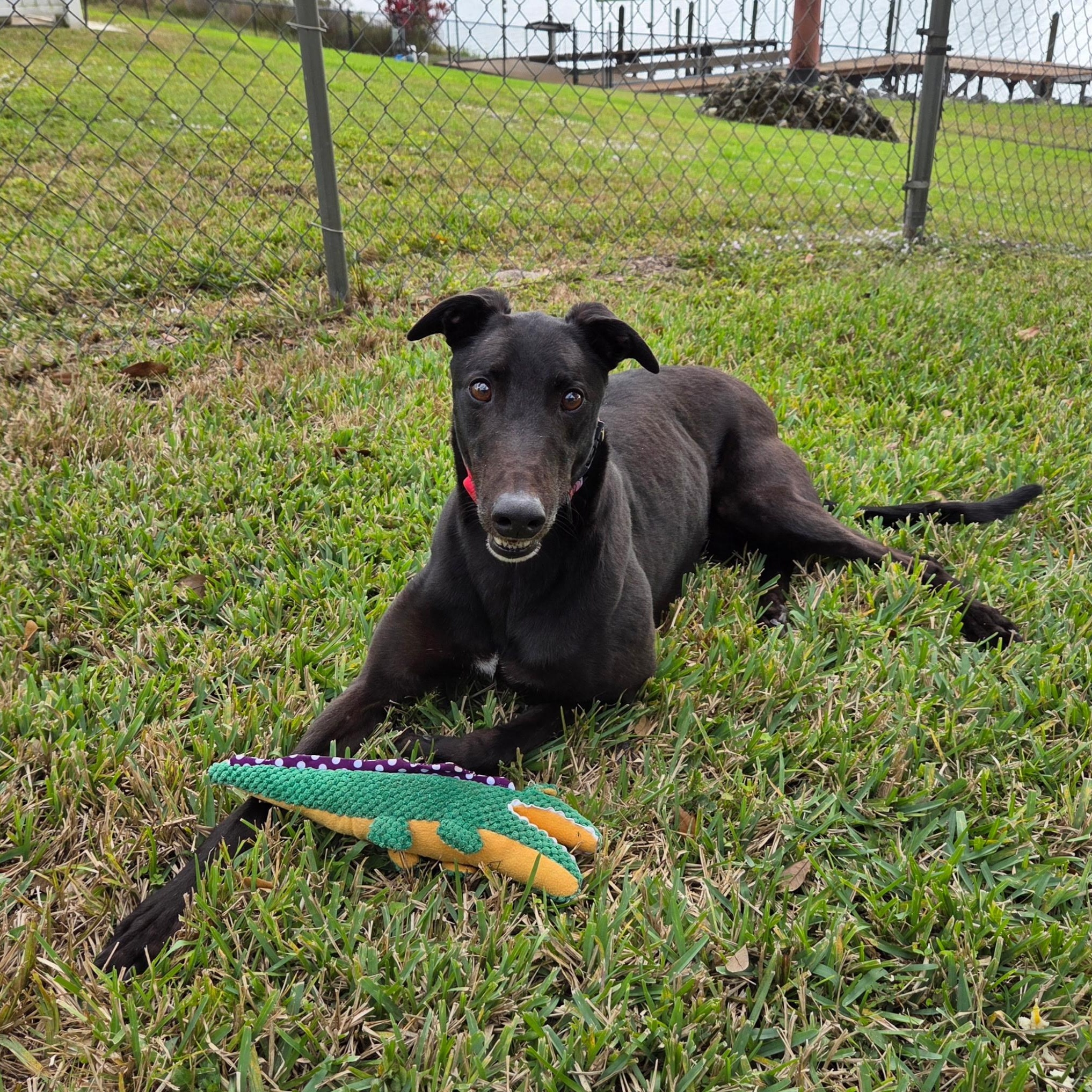 Enlarge Footfield Falcon (James), a ADOPTABLE Greyhound in North Port, FL image 4/4