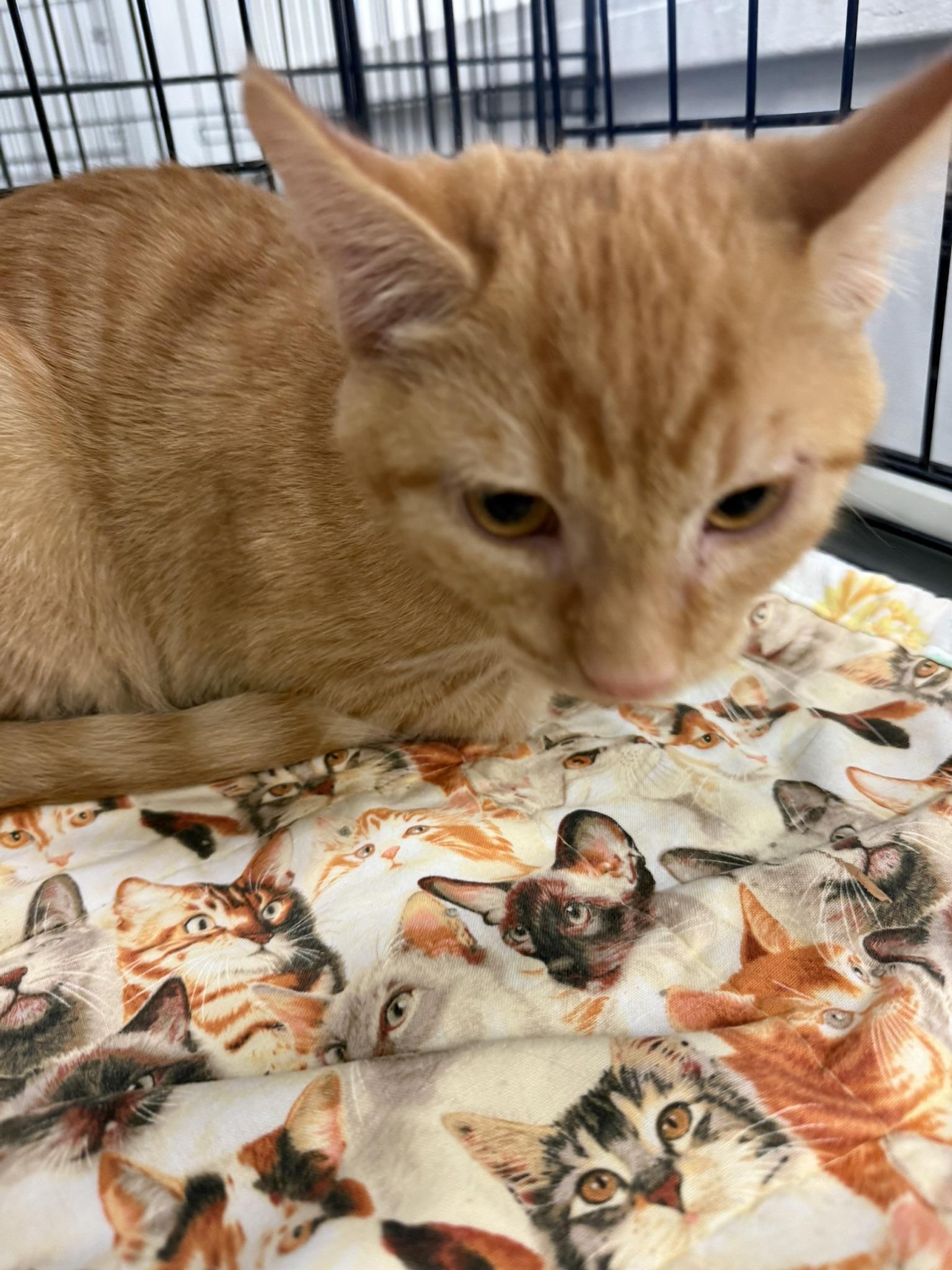 Enlarge JUNIPER, a ADOPTABLE Domestic Short Hair in Lake Ozark, MO image 2/4