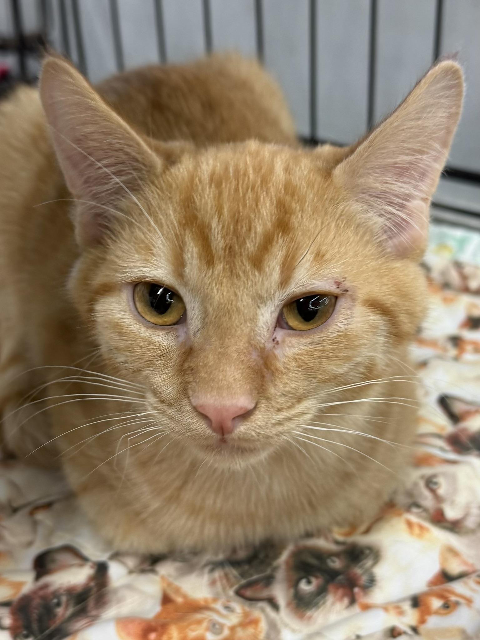 Enlarge JUNIPER, a ADOPTABLE Domestic Short Hair in Lake Ozark, MO image 1/4
