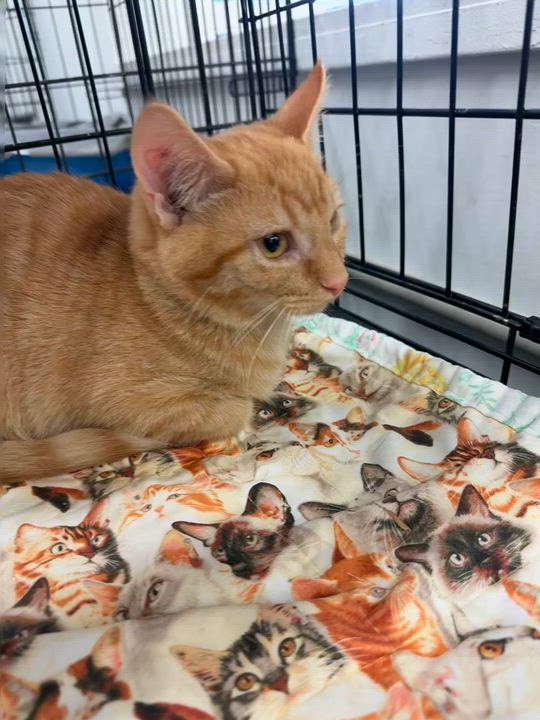 Enlarge JUNIPER, a ADOPTABLE Domestic Short Hair in Lake Ozark, MO video 4/4