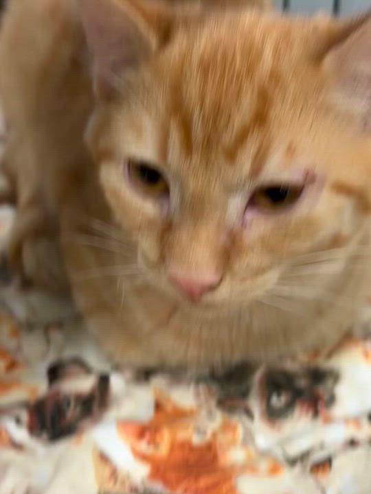 Enlarge JUNIPER, a ADOPTABLE Domestic Short Hair in Lake Ozark, MO video 3/4