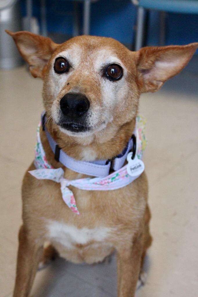 Trixie, Adoptable, Adult Female Terrier.