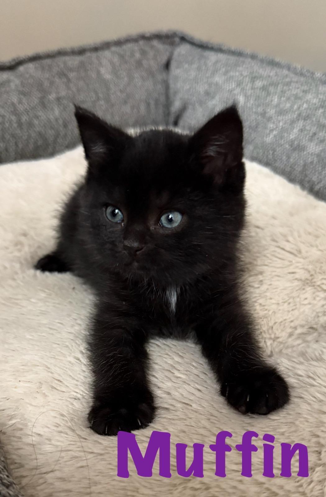 Enlarge Muffin, an adopted mixed breed in North Billerica, MA image 1/1